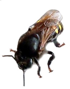 abeja
