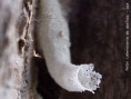 /album/fotogaleria-fotogaleria/l-entrada-friesella-schrottkyi-jpg/